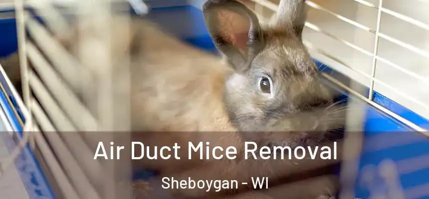 Air Duct Mice Removal Sheboygan - WI